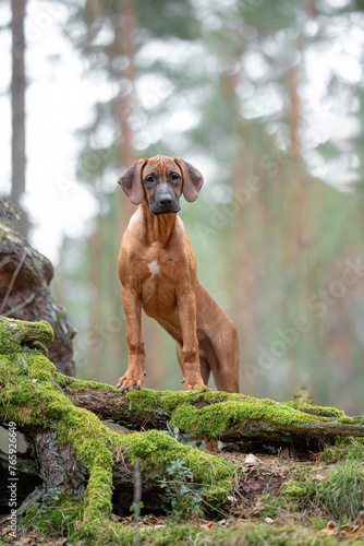 Beautiful purebred rhodesian ridgeback junior puppy, calm blurred background. Close up pet portrait in high quality.