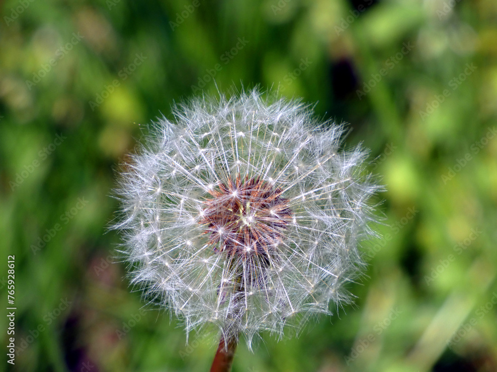 Obraz premium Dandelion blossom in Wustrow (Baltic Sea, Germany)