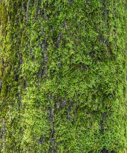 green moss background