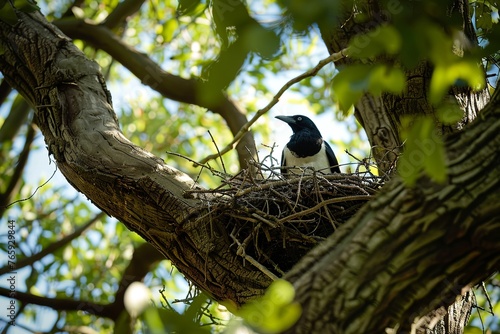 wide-angle shot of an Australian magpie nesting in a tree, on the border between a park and a city