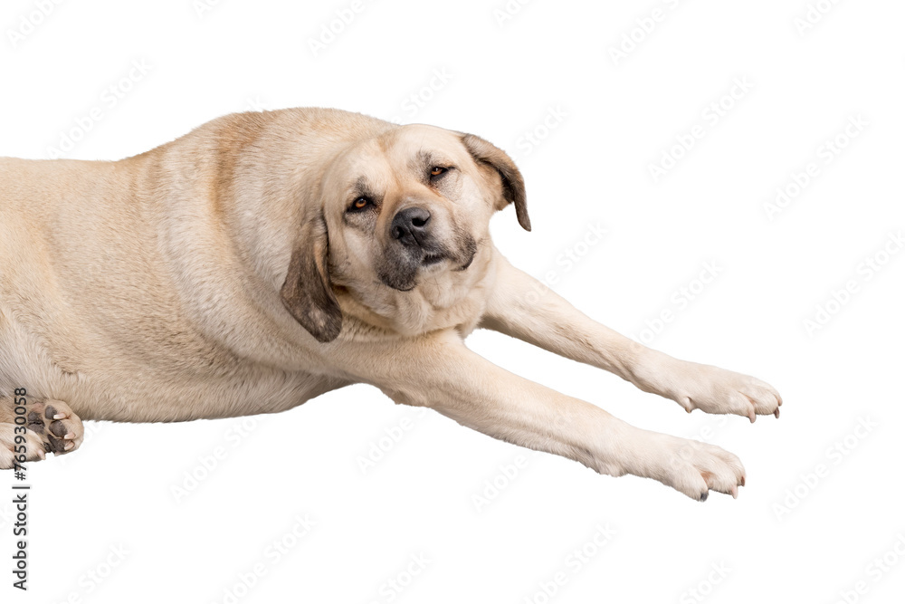 Cute mongrel dog isolated on white background lies and stretches with its paws outstretched
