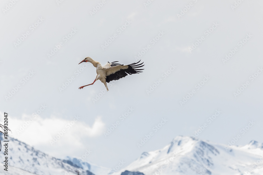 The storks speed up the creation of the nests! The storks speed up the creation of the nests!