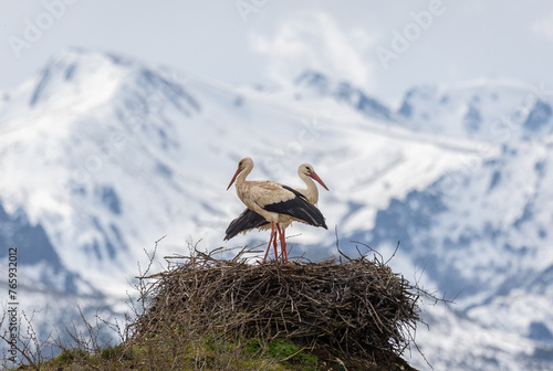 The storks speed up the creation of the nests 