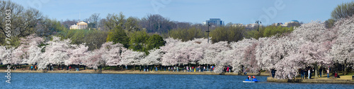 Yoshino cherry trees in peak blossom line the Tidal Basin in Washington, DC.  At left rear is the Custis Lee Mansion at Arlington National Cemetery © Tim