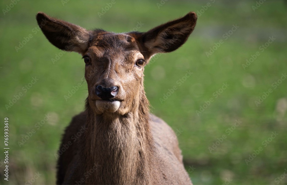 Frontal Protrait vom weiblichen Kahlwild, Rotwild