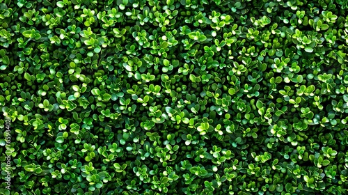Top view Topiary Grass Mat Hedge Wall Green grass texture for background. pattern and texture background.