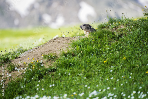 A young alpine marmot with its head out of its safe burrow browsing its surroundings in the Gran Paradiso National Park, Aosta Valley, Italy