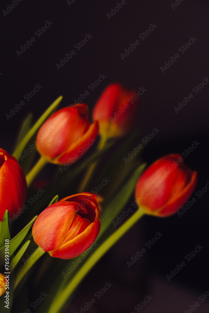 Fototapeta premium red and yellow tulips