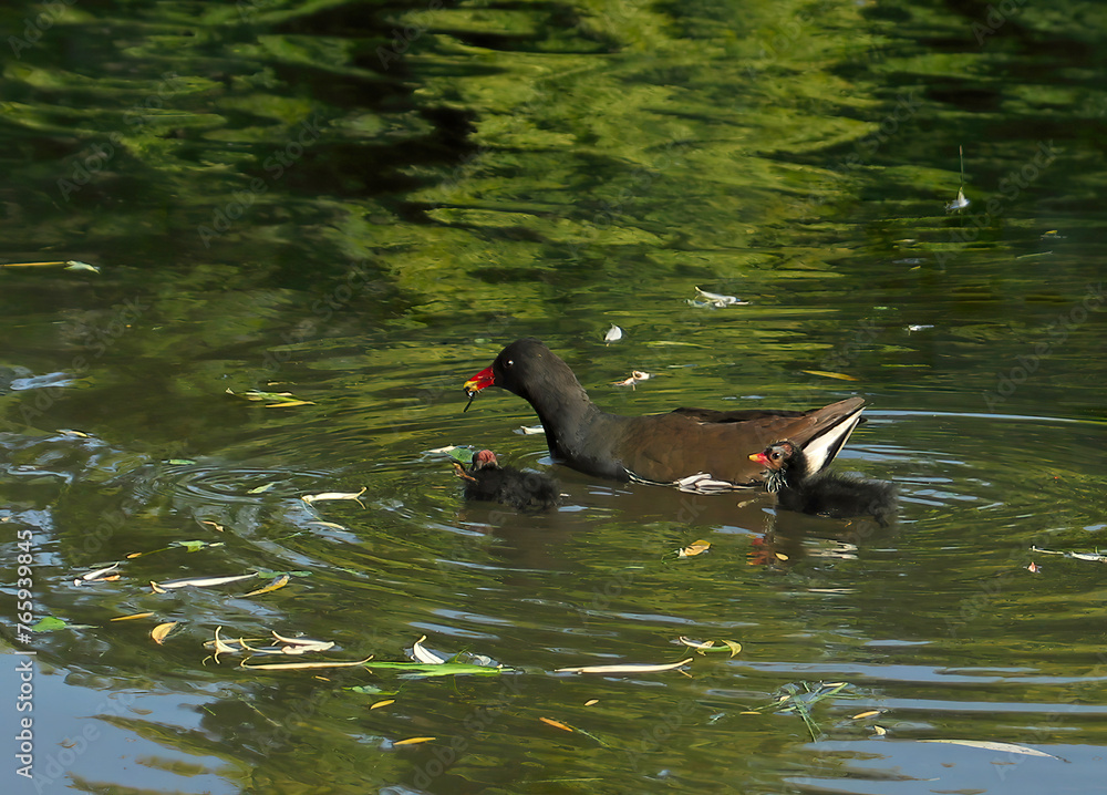 A family of green-footed coots with young hunts for insects. Coots, green-legged coots floating on the surface of the water, the pond reflects the green of the trees. A family of green-footed coots with young hunts for insects. Coots, green-legged coots floating on the surface of the water, the pond reflects the green of the trees.