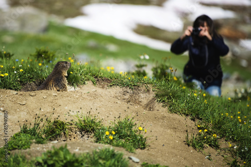 A woman photographer who takes a close-up photograph with her digital camera of an awake wild alpine marmot just out of her den on the Gran Paradiso National Park, Aosta Valley, Italy
