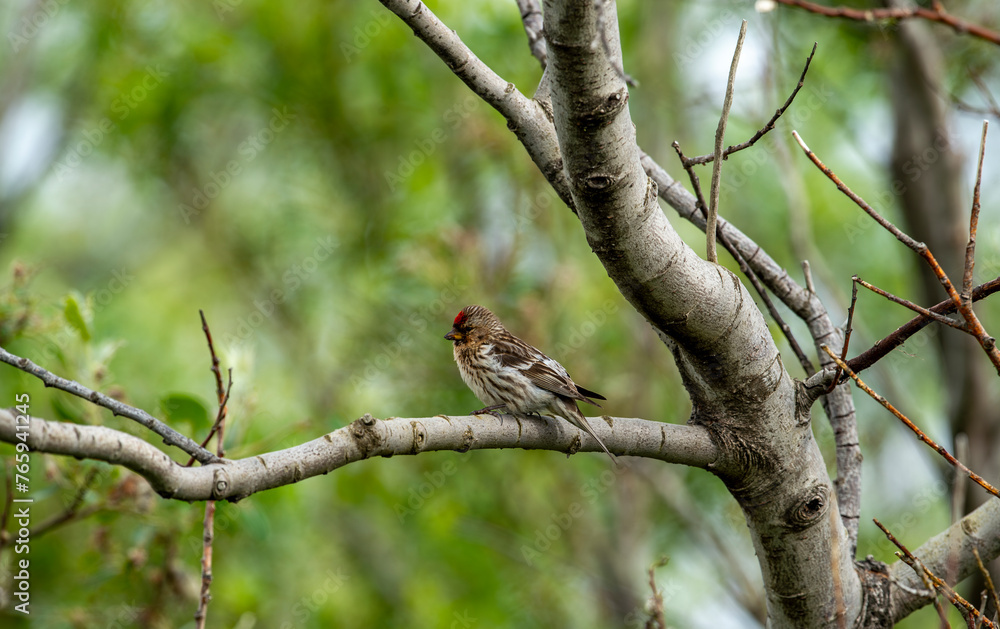 Common red pollen or mealy red pollen (Acanthis flammea) is a species of bird in the finch family. Turkish name: Birch siskinesi. Common red pollen or mealy red pollen (Acanthis flammea) is a species of bird in the finch family. Turkish name: Birch siskinesi.