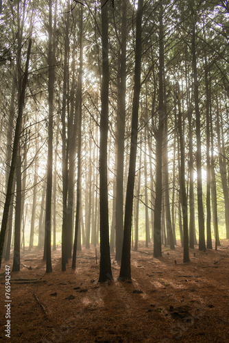 Pine forest with fog in Sao Francisco de Paula, South of Brazil