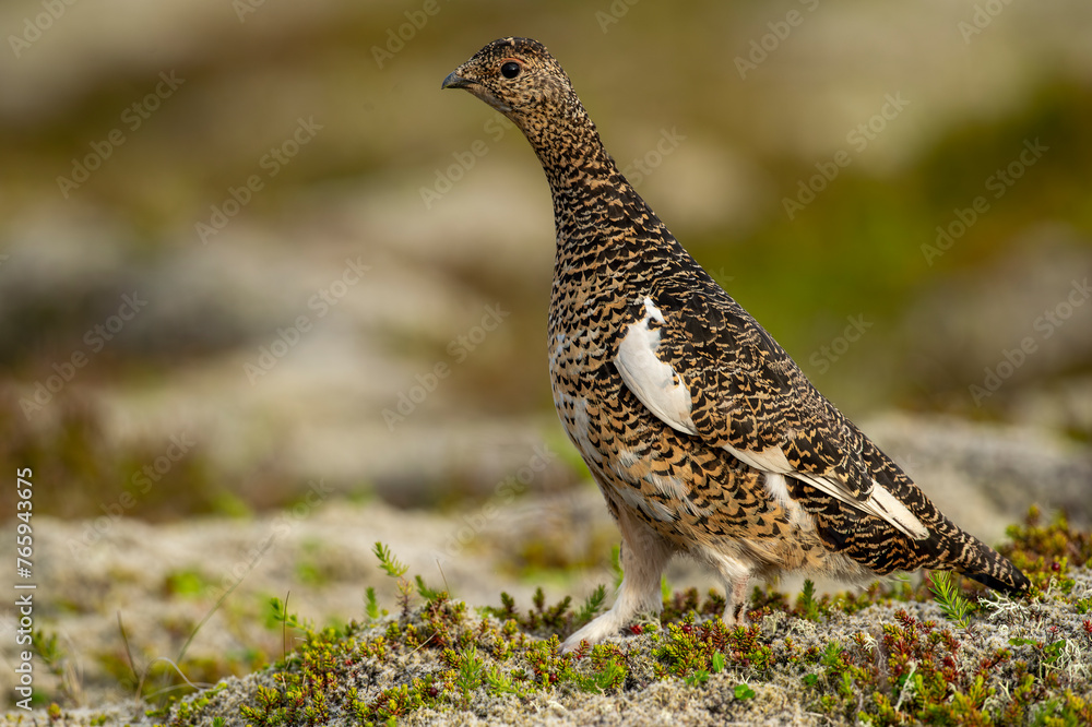 Ptarmigan, Japanese female rock ptarmigan in summer plumage (Lagopus muta hyperborea) Ptarmigan, Japanese female rock ptarmigan in summer plumage (Lagopus muta hyperborea)
