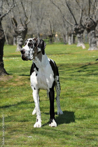 Harlequin deutsche dogge female purebred dog on the grass in the field