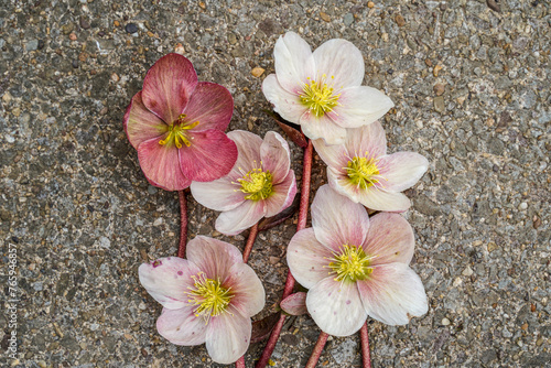 Beautiful, cut, pink, hellebore flowers placed on a concrete slab.