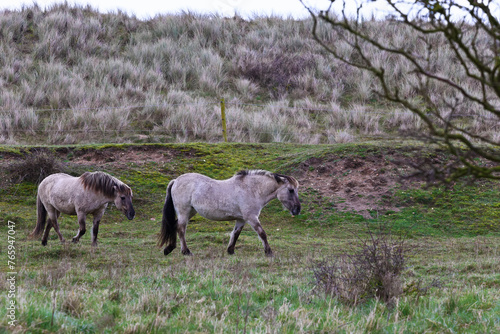 2 loose Ponies walking across the grassland near the coast in Spring, in Britain