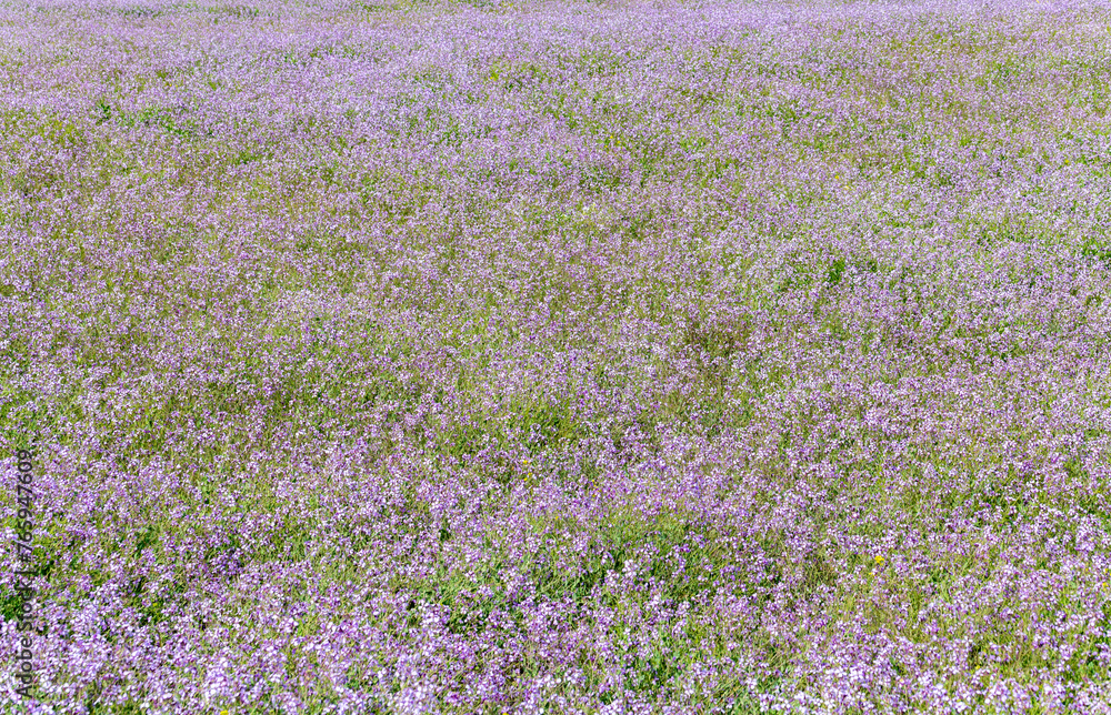 Obraz premium Spring fields of purple mistress (Moricandia arvensis) in Andalusia (Spain)