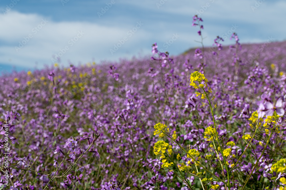 Spring fields of purple mistress (Moricandia arvensis) in Andalusia (Spain)