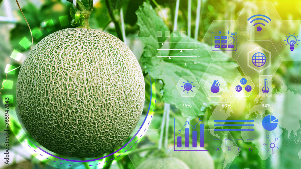 Young melons in greenhouse with infographics, Smart farming and precision agriculture with IoT, digital technology agriculture and smart farming concept. - obrazy, fototapety, plakaty 
