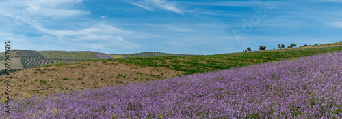 Spring fields of purple mistress (Moricandia arvensis) in Andalusia (Spain) photo