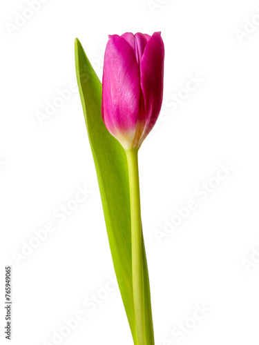 Pink tulip flower isolated on white background