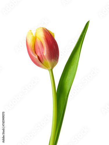 Red yellow tulip flower isolated on white background