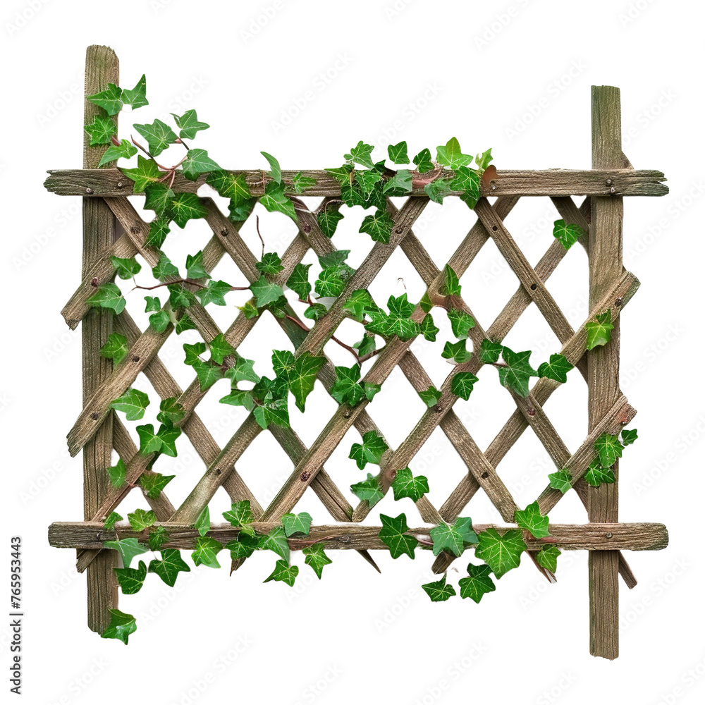 Obraz premium An old wooden fence overgrown with a weaving green isolated on white or transparent background