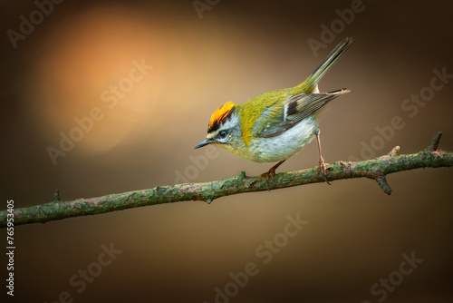 The common firecrest also known as the firecrest