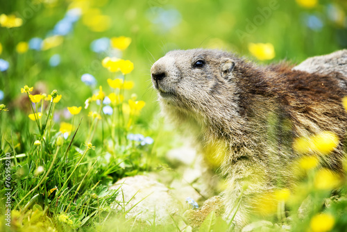 close up of a alpine marmot checking out the  surroundings in the Gran Paradiso National Park, Aosta Valley, Italy