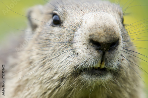 close up of a alpine marmot checking out the  surroundings in the Gran Paradiso National Park, Aosta Valley, Italy