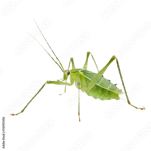 Aphid insect isolated on white or transparent background