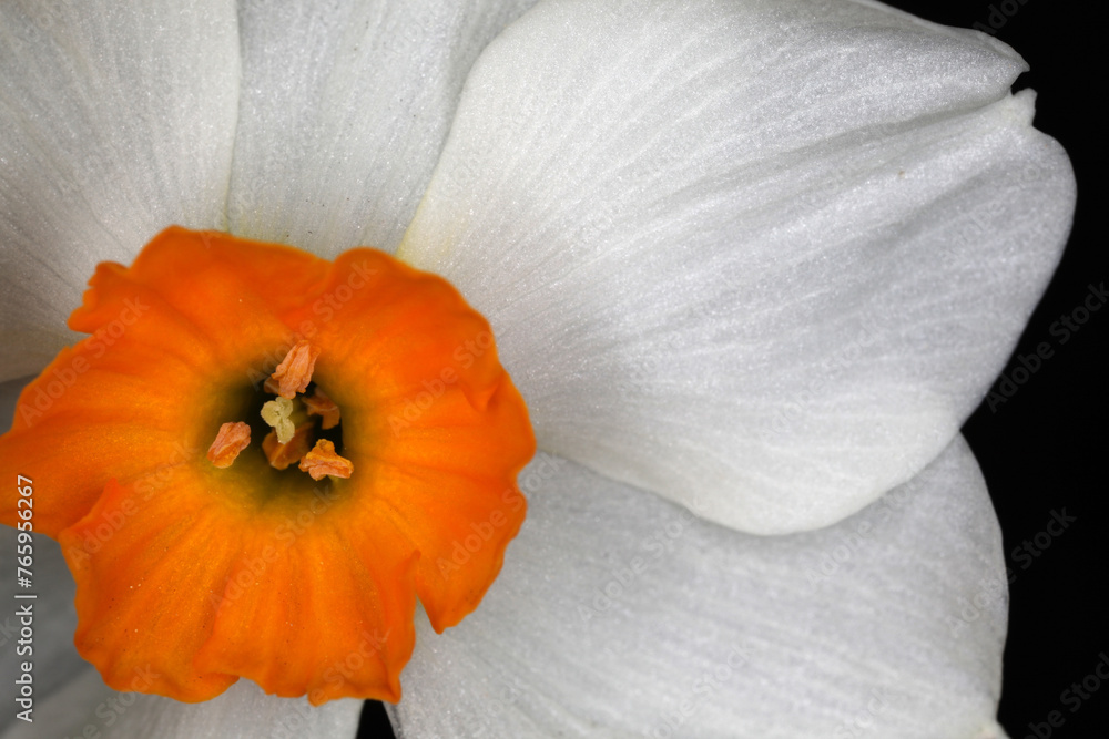Daffodils - Narcissus geranium - flower detail - Narcissus tazetta hybrid 'Geranium' - obrazy, fototapety, plakaty 