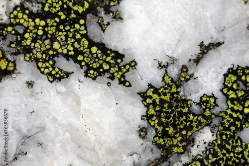 rhizocarpon geographicum lichen photo