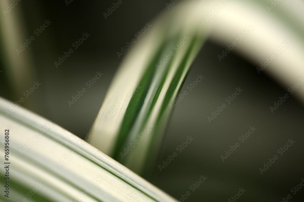Arundo donax variegata - Giant Reed Grass - abstract shallow depth of field view