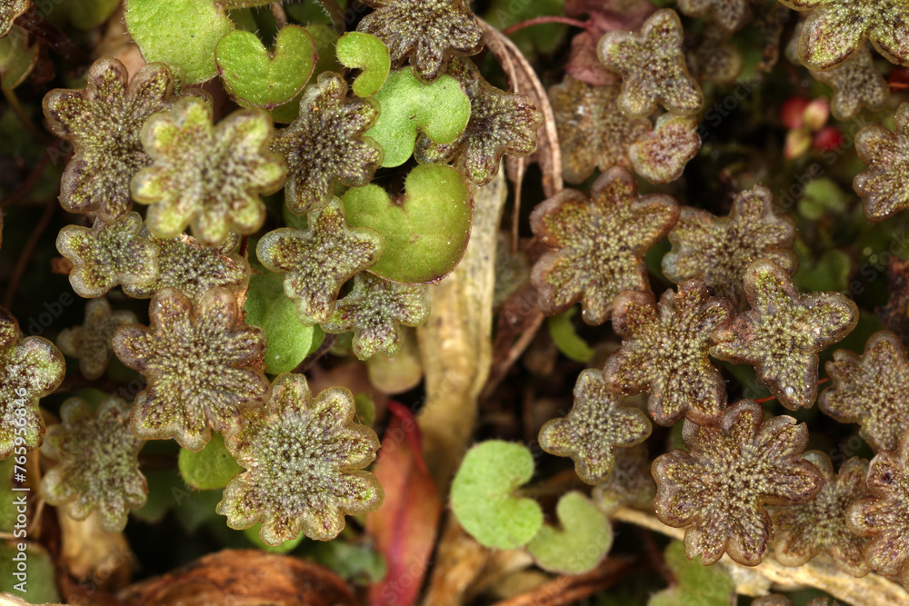 Marchantia polymorpha - common liverwort - umbrella liverwort - female gametophores - Bryophyte
