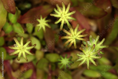 Marchantia polymorpha - common liverwort - umbrella liverwort - umbrella-like male gametophores - Bryophyte photo