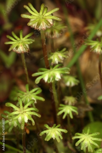Marchantia polymorpha - common liverwort - umbrella liverwort - umbrella-like male gametophores - Bryophyte