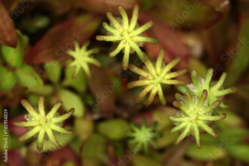 Obraz na płótnie Marchantia polymorpha - common liverwort - umbrella liverwort - female gametophores - Bryophyte w salonie
