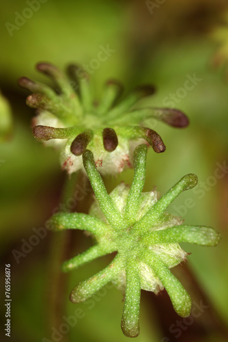 Marchantia polymorpha - common liverwort - umbrella liverwort - umbrella-like male gametophores - Bryophyte © Collpicto