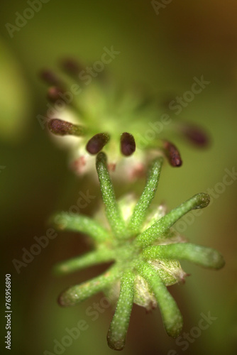 Marchantia polymorpha - common liverwort - umbrella liverwort - umbrella-like male gametophores - Bryophyte © Collpicto