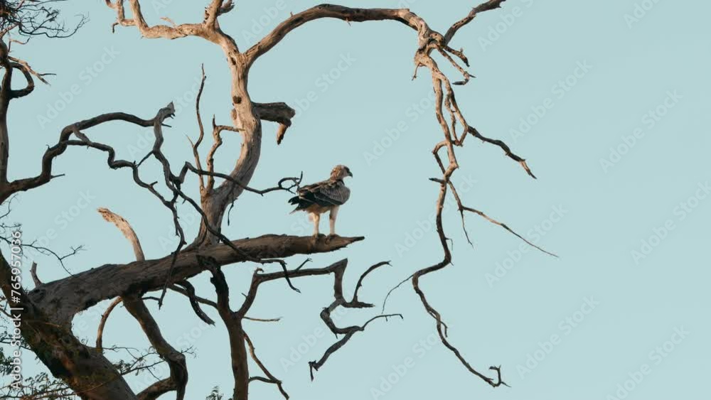 Hawk in a Tree Watching for prey Hawk in a Tree Watching for prey