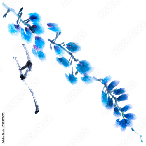  Watercolor illustration of wisteria flower. Gongbi traditional chinese ink and wash painting.
