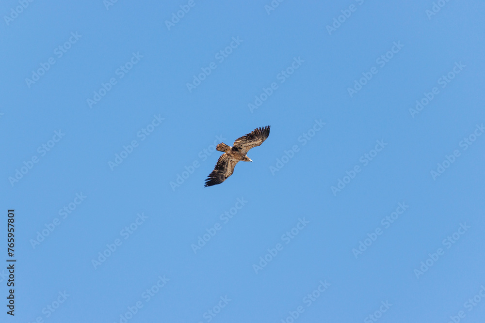 soaring hawk