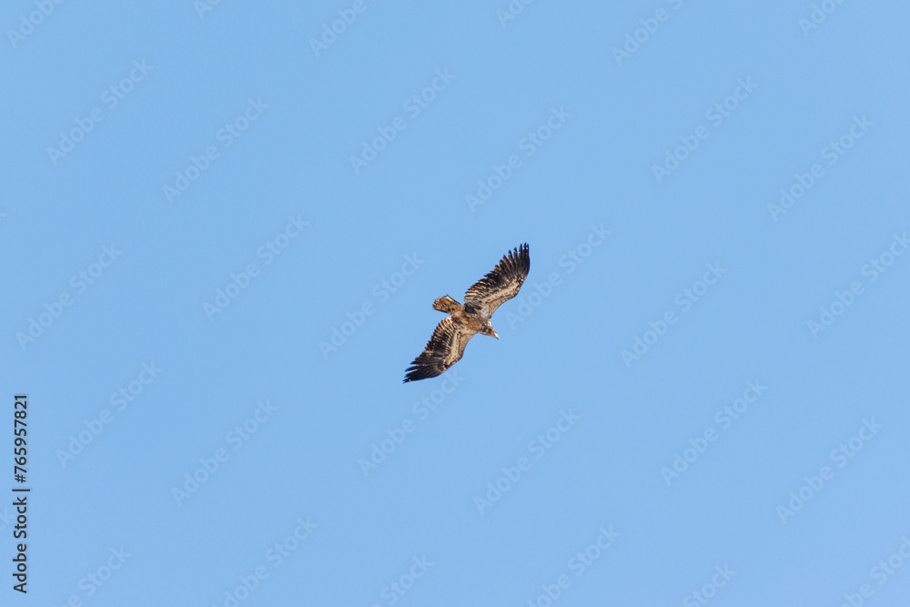 hawk in flight hawk in flight