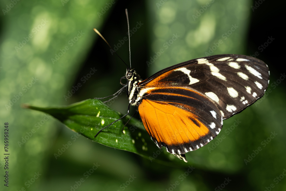Obraz premium Tiger Longwing Butterfly