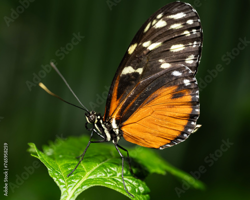Tiger Longwing Butterfly © J.T. Lewis