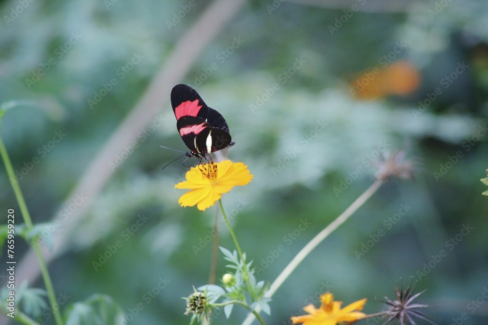 Fototapeta premium butterfly on a flower