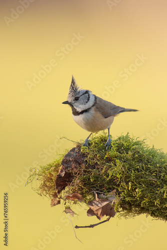 Crested tit or European crested tit - Lophophanes cristatus -  Herrerillo capuchino