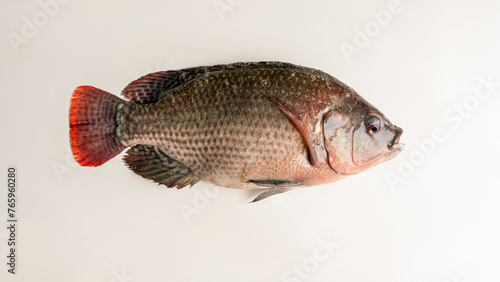 fish tilapia, Nile tilapia fish, fish swimming, Fresh raw fish, Fish tanks, fish farming