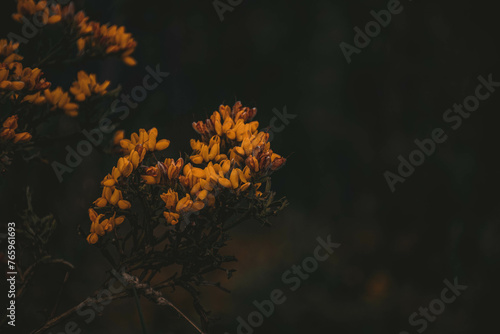 Pequenas flores amarelas photo